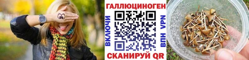 закладка  Алапаевск  Псилоцибиновые грибы Psilocybe 